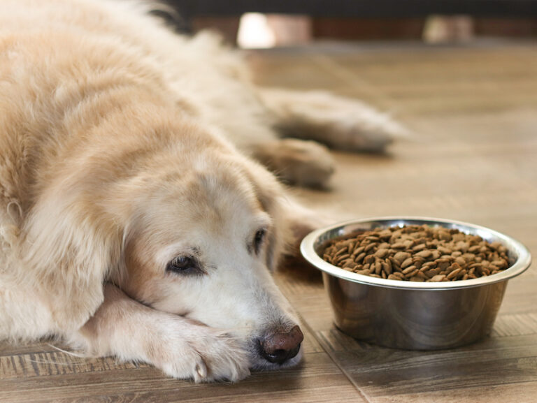 【動物看護師監修】老犬がご飯食べない！余命は近い？今すぐできる8つの対処法