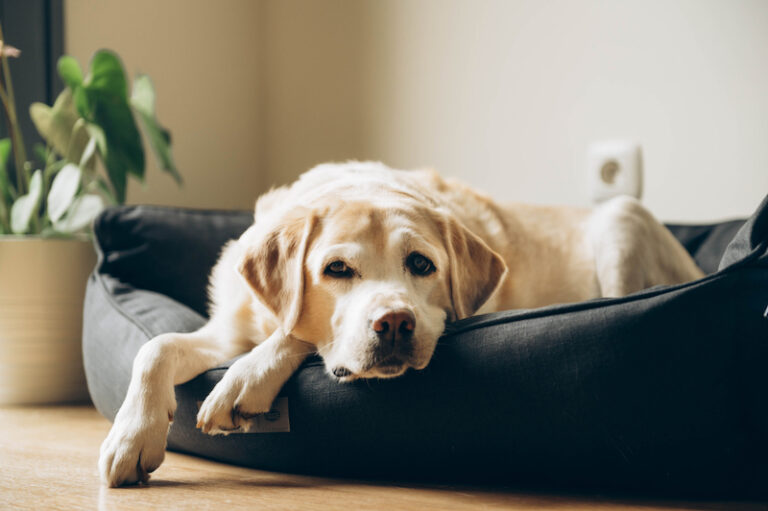 老犬がご飯食べない･･･余命が近い？ご飯を食べない理由と5つの工夫