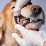 【老犬の歯周病】口臭を感じたら今すぐやるべきチェックと4つの対処法