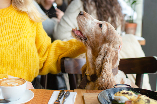 【老犬が喜ぶ食べ物】おすすめの与え方や食べないときの対処法を5つ解説